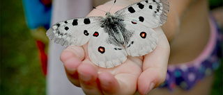 Fjärilar får Cementa att överklaga