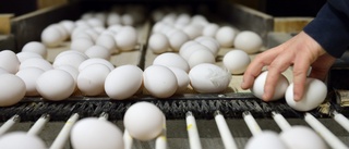 LiU-forskare kan könssortera ägg