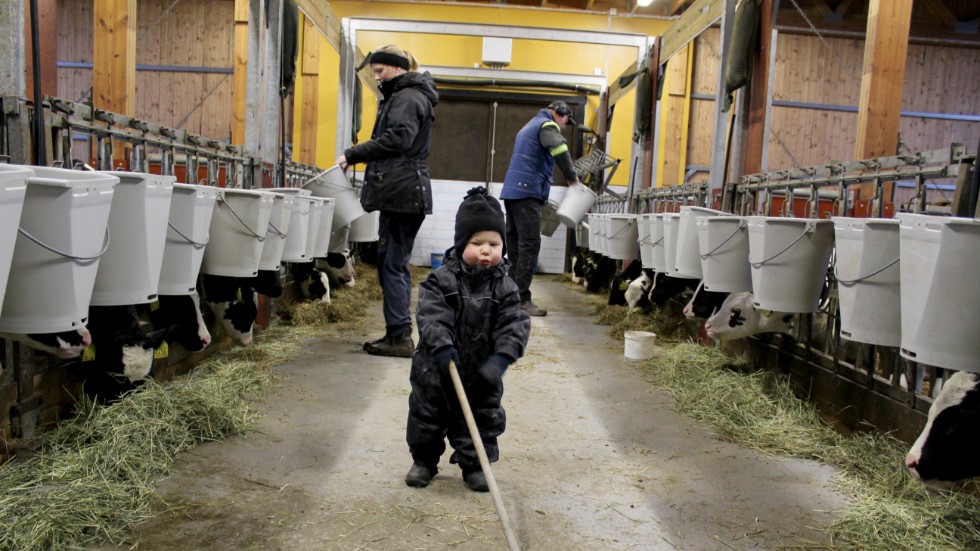 Kalvarna får mjölk och Olle, 1,5 år hjälper mamma Martina och pappa Per med att sopa foderbordet hos kalvarna. 