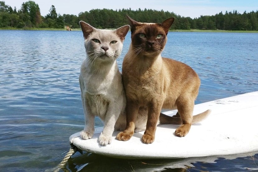 César och Fazer surfar i Bålsta.