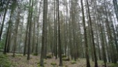 Minska statens klåfingrighet för skogens bästa