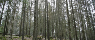 Myndigheterna har lagt en död hand över skyddade skogen