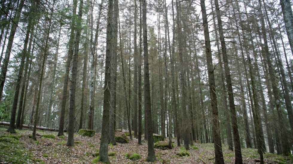 Skogsindustrin är en hörnsten i svensk ekonomi och en av Sveriges viktigaste basindustrier som skapar jobb i hela landet. 