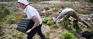 Unik chans att få en jämställd skogssektor på Gotland