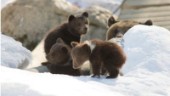 Inga nya björnungar på Lycksele djurpark