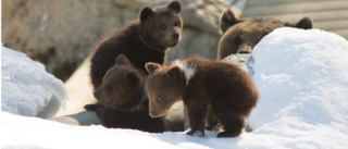 Inga nya björnungar på Lycksele djurpark