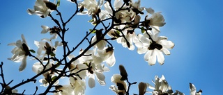 Magnolia – en vacker växtdinosaurie