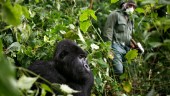Vakter dödade i Afrikas äldsta nationalpark