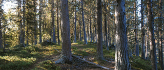 Greenpeace kommer till Piteå för att diskutera hållbart skogsbruk: "Sveaskog har ett stort ansvar"