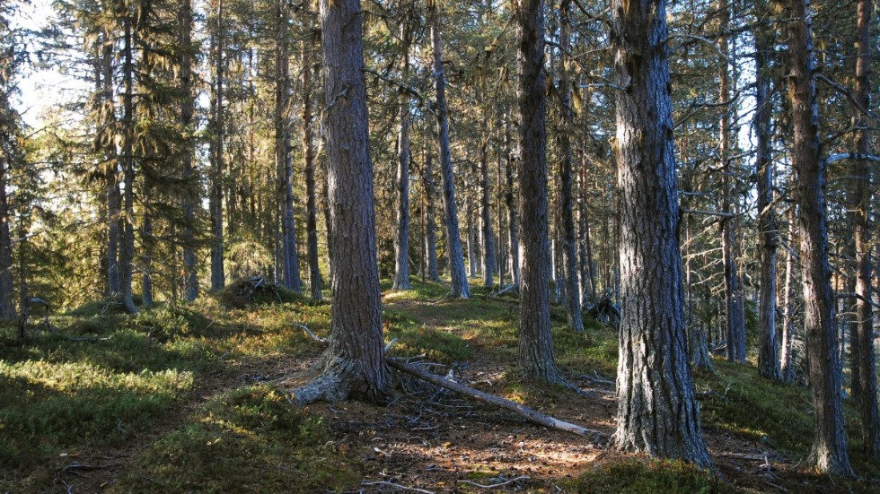 Enligt en undersökning tycker svenskarna om att vistas i naturskogar. 