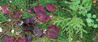 Monica hittade sällsynt svamp utanför Lövånger – bara setts en gång tidigare i Sverige