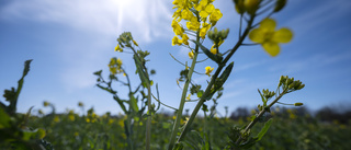 Gula rapsfält i Skåne – redan