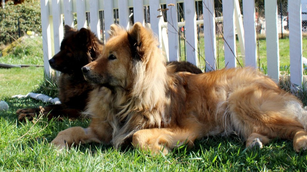 53 hundar har de haft under sina år som valpuppfödare. "De är uppvuxna i vardagsrummet." 