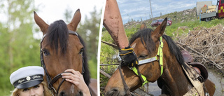 Systrarnas häst fastnade i dike: "Trodde han skulle dö"