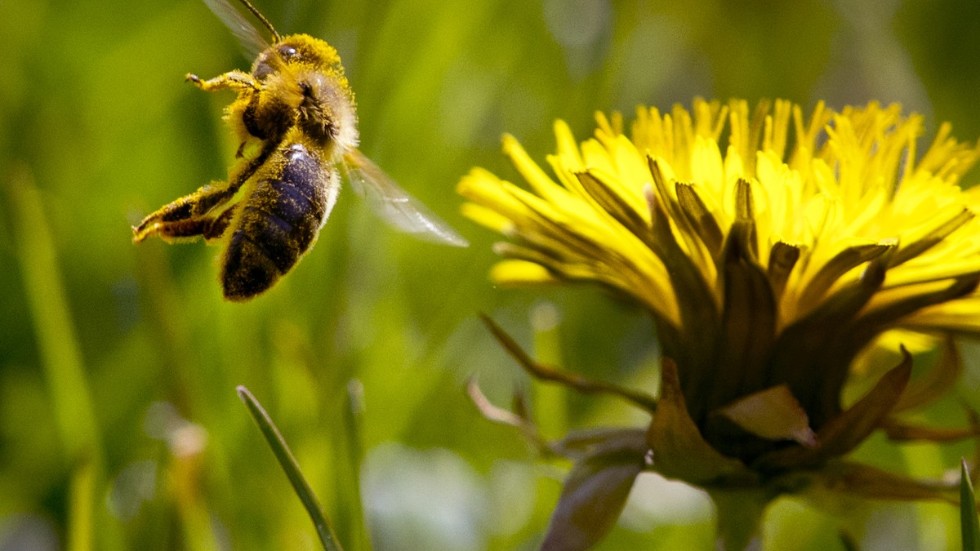 Vilda bin har en viktig funktion med att pollinera blommor, träd och buskar. Nu satsas elva miljoner kronor på att skapa bättre miljöer för hotade humlor och bin. Arkivbild.