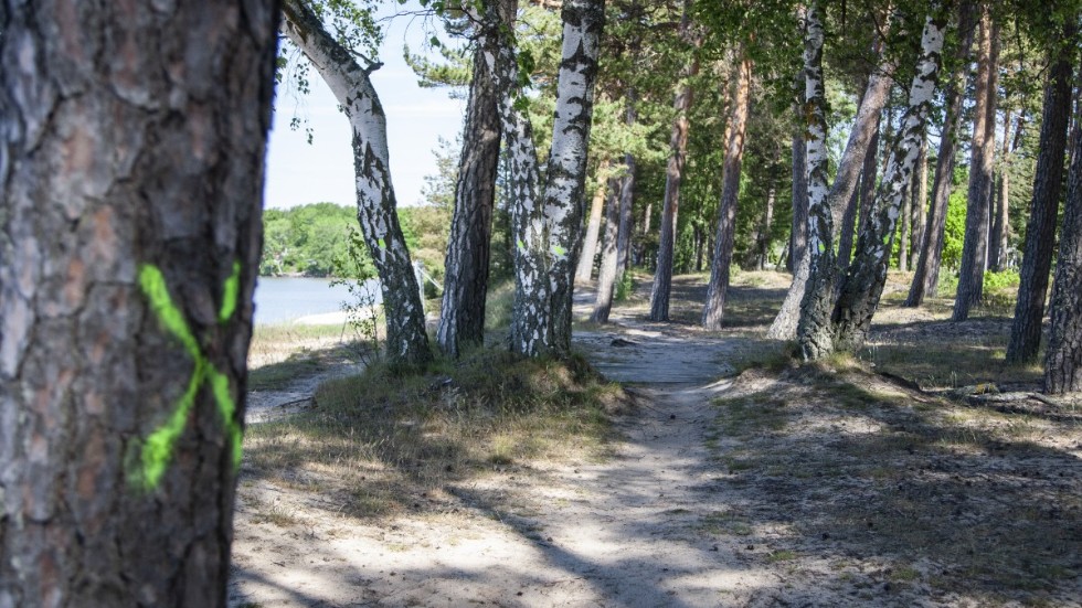 "Det grillas med medhavda grillar och det hälls ur grillkol bredvid tallarna" skriver insändarskribenten.