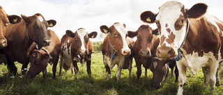 Mjölkgård får en miljon i stöd till nya ladugårdar