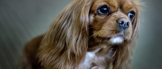 "Att förbjuda hundar i Stadsparken är helt fel"