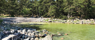 SMHI: Nu har algerna börjat blomma längs kusten
