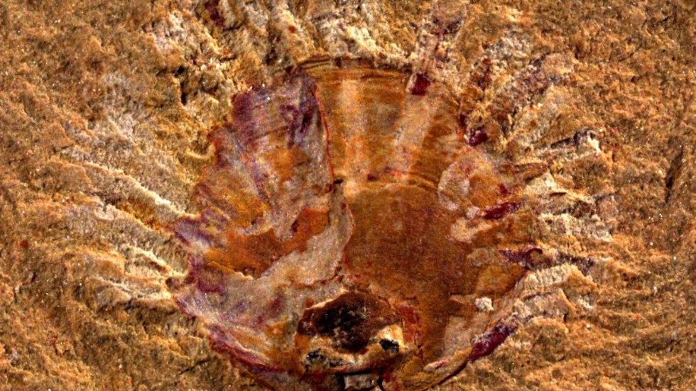 Fossil av armfoting med spår av parasiter (ljusa streck).