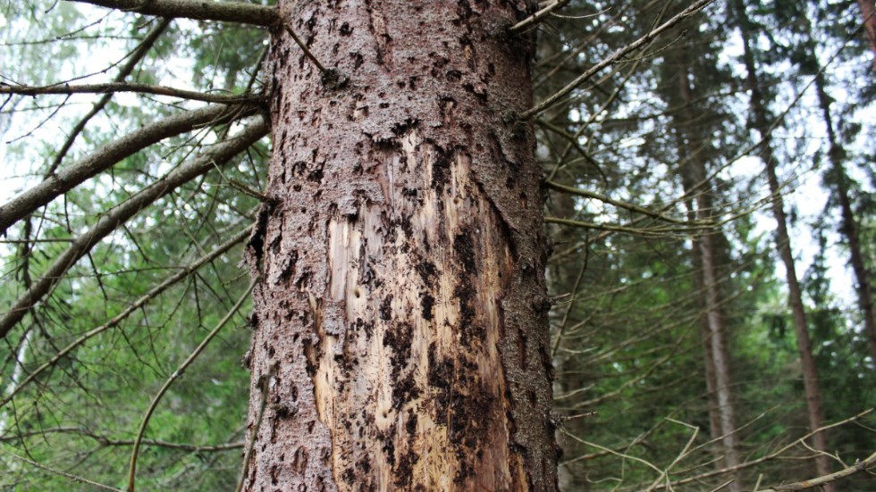 Ett träd som angripits av granbarkborrar. Förra året orsakade granbarkborren skador på totalt cirka sju miljoner kubikmeter skog i landet. 