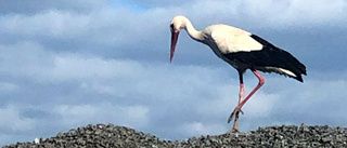 Ovanlig fågel gjorde hembesök 