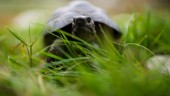 Ute och gick med sin sköldpadda – bötfälls
