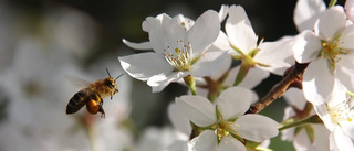 Låt gräset växa - för binas skull