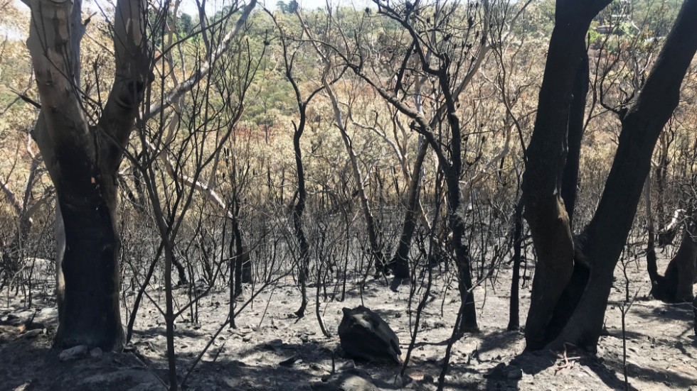 Utbränd skog i Blue Mountains i New South Wales, Australien. Bild från november i fjol.