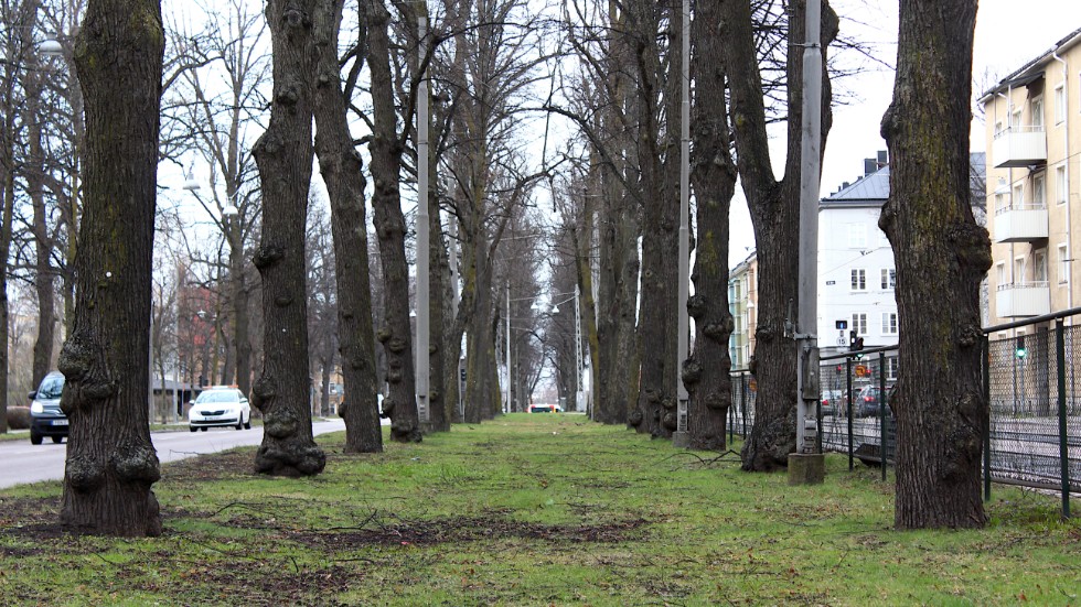 Samtliga lindar i Östra Promenaden ska tas ned vid samma tillfälle enligt kommunens planer.