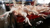 Insändare: Djurmarknader – stäng smitthärdarna i Asien