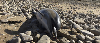 Döda delfiner i rekordtal på franska stränder