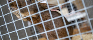 Kaniner plågas i för små burar 