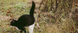 Vad gör din katt därute egentligen?