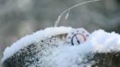 SMHI: Snöfall fem dagar nästa vecka • Varning utfärdad för onsdagen • Elbolag höjer beredskapen