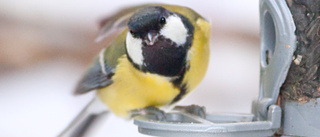 Uppmaningen: Räkna fåglarna som besöker fågelborden