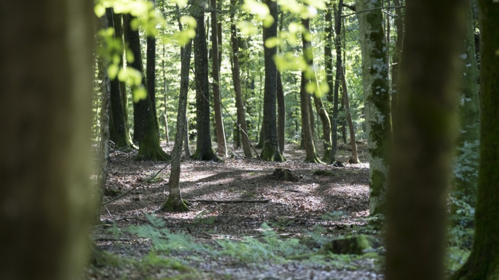 SD vill bevara lövskogslundarna i stället för att skydda granskog.