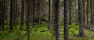 Skogssatsningar ska stärka tillväxten i länen