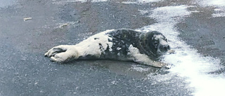 Sällsynt besök vid Haraholmens hamn