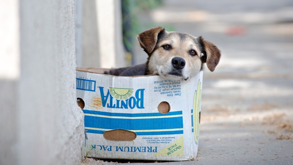 En gatuhund i Bukarest, Rumänien. Hunden på bilden har inget med artikeln att göra.