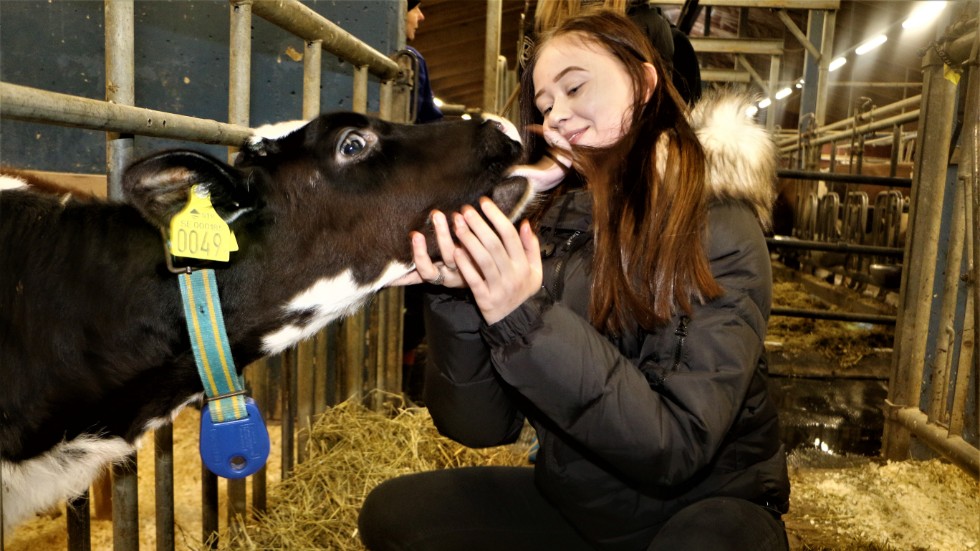 Moa Lundgren från Arvidsjaur älskar djur. Det blev ett kärvänligt möte med kalven på Grans.