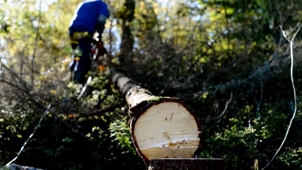Målet bör vara att allt skogsbruk i Flen är hyggesfritt 2030, skriver Naturskyddsföreningen i Flen.