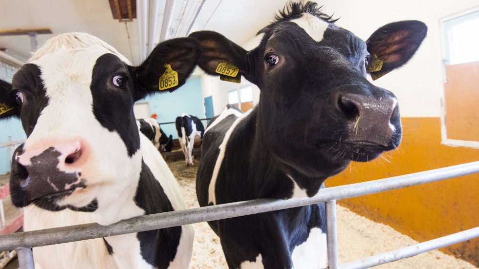 Norrbotten har tappat både mjölk- och köttproducenter de senaste 20 åren.