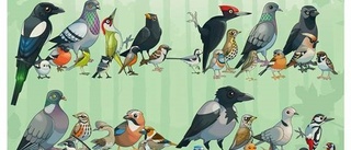 Fågelboken som ska locka ut barn i naturen