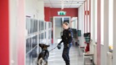 "Knarkhundar" sökte igenom högstadieskola 
