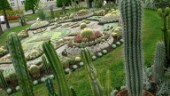Skulle ni vilja pryda kaktusplanteringen?