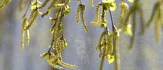Mild vinter ger tidig och lång pollensäsong