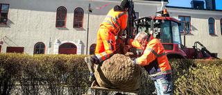 Den 150-åriga lönnen har fått sin ersättare