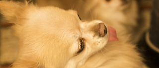 Chihuahua dog efter tandutdragning – veterinär prickas
