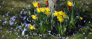 Låt tusen blommor blomma      